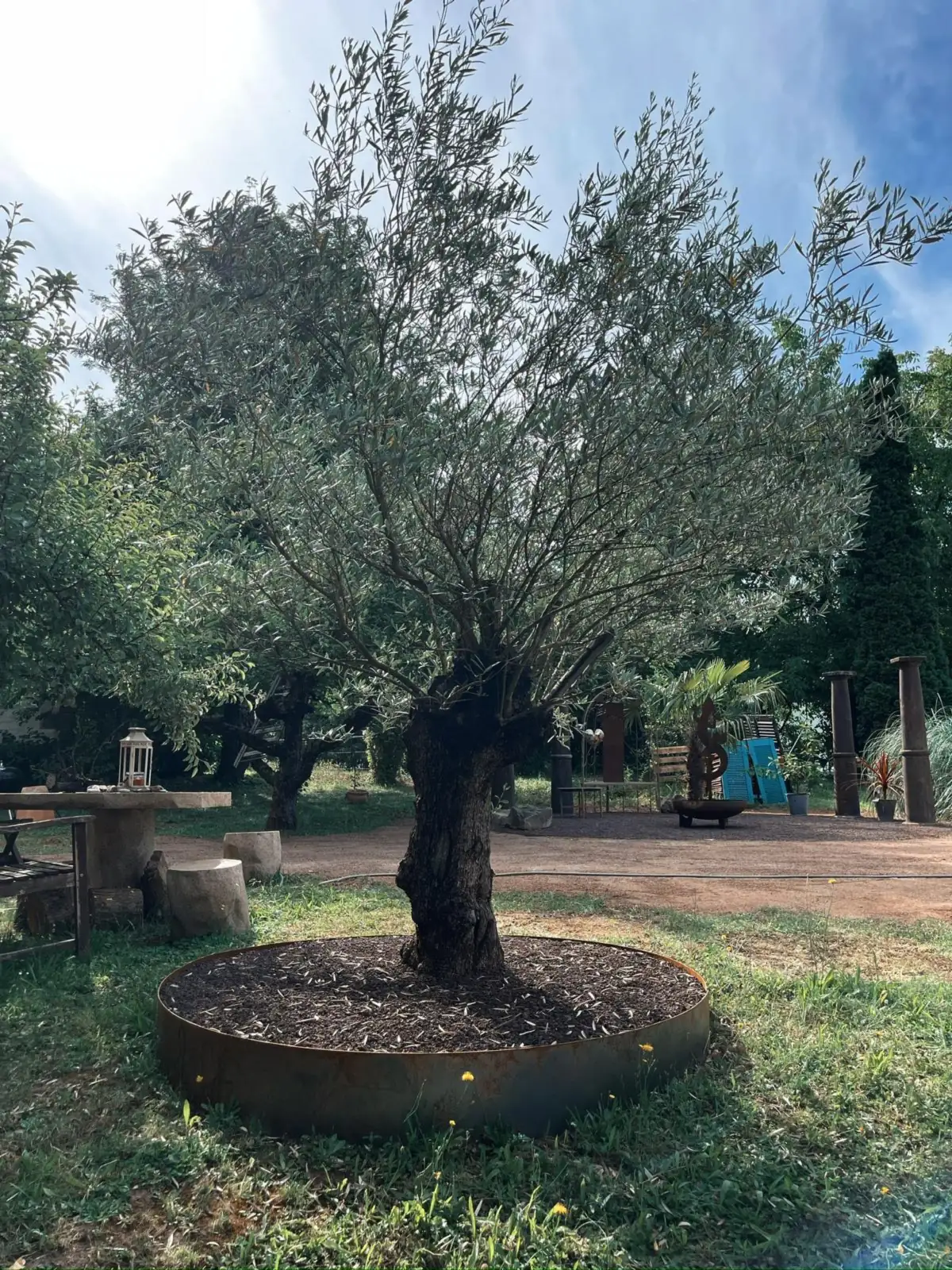 Olivenbaum im Cortenstahl-Ring